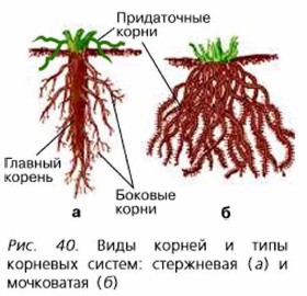 В корневой системе отсутствуют придаточные корни. Придаточные корни корневой чехлик.