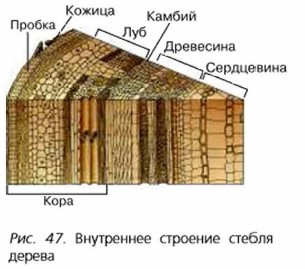 Схема внутреннее строение стебля