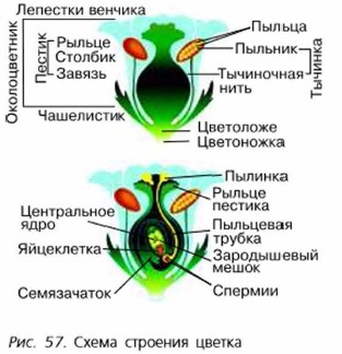 Схема строения цветка 7 класс