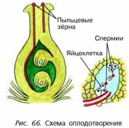 Двойное оплодотворение покрытосеменных схема