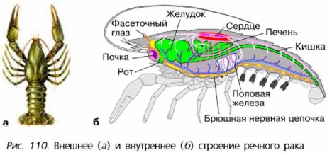 Членистоногие картинки строение