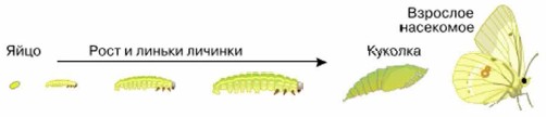 Схема развития насекомых с полным превращением