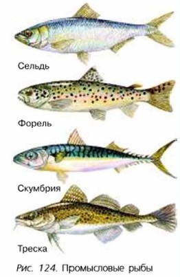Тресковая рыба 7. Рыба тресковых пород перечень. Рыба тресковых пород названия. Промысловые рыбы Балтийского моря. Семейство тресковые представители.