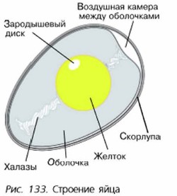 Рисунок яйца биология 7 класс