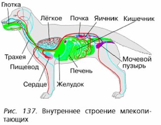 Внутреннее строение млекопитающих рисунок с подписями