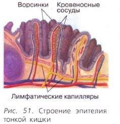 Всасывание питательных веществ в кровь 8 класс презентация пасечник