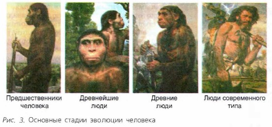 Основные стадии эволюции человека