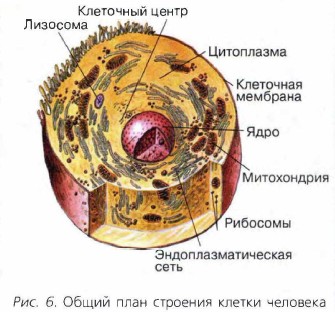 Общий план строения клетки человека