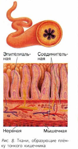Ткани, образующие плёнку тонкого кишечника