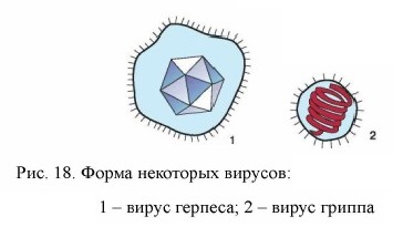 Нарисуйте формы и укажите размеры некоторых вирусов