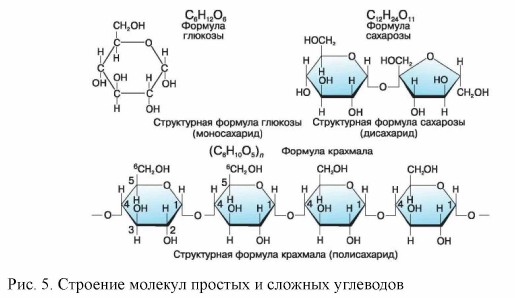 Тривиальные названия углеводов добавьте к изображениям названия углеводов