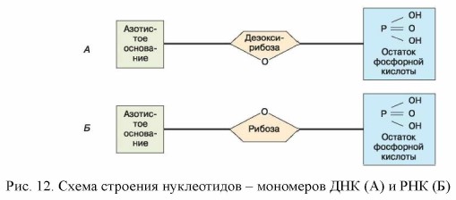 Схема строения нуклеотида днк