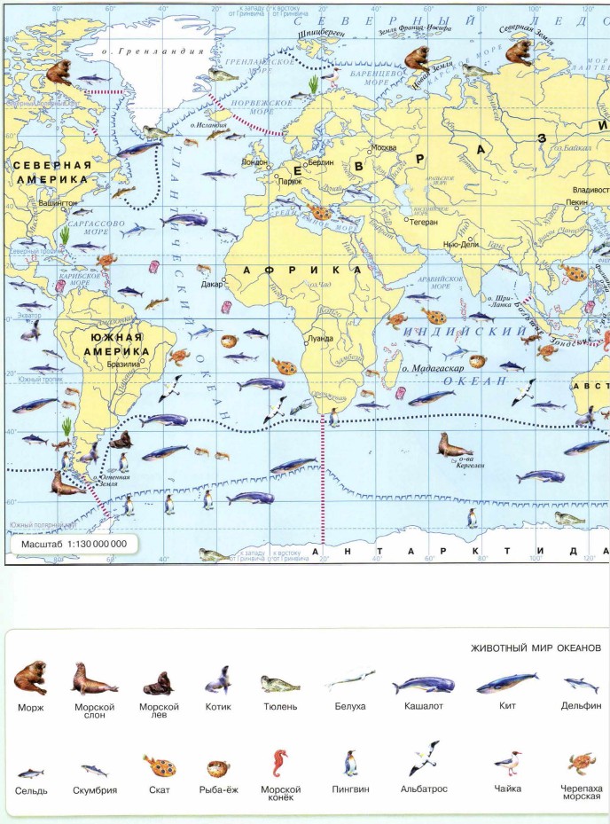 Животный мир Мирового океана