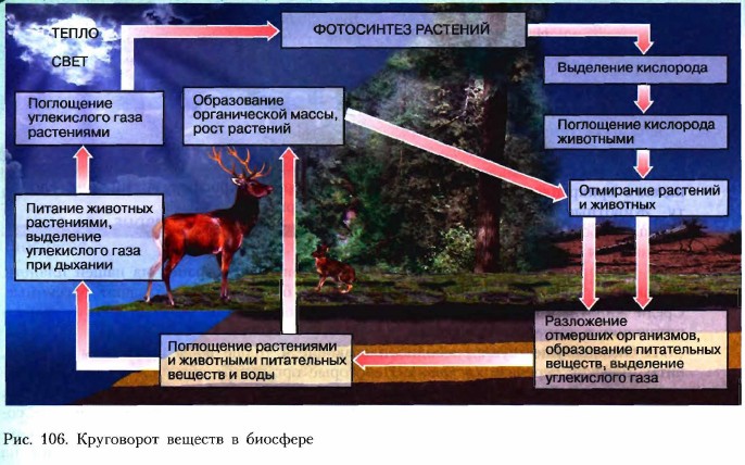 В биосфере масса растений. Круговорот веществ в биосфере. Круговороты веществ на земле 6 класс география. Как происходит круговорот веществ в биосфере география 6 класс. Великий круговорот веществ.