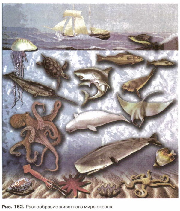 Разнообразие животного мира океана
