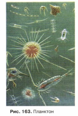 Планктон