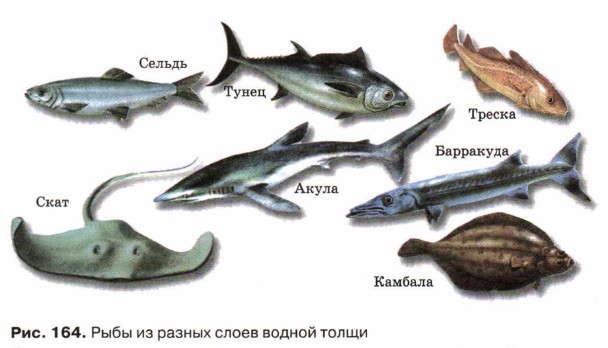 Рыбы из разных слоев водной толщи