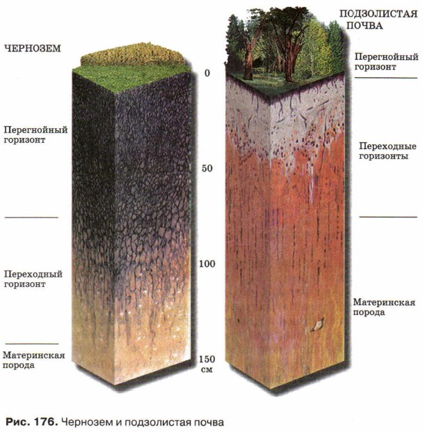 Чернозем и подзолистая почва