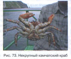Некрупный камчатский краб