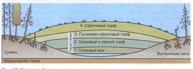 Образование болот схема