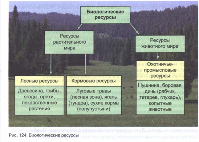 Презентация биологические ресурсы россии