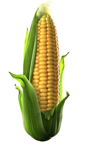 Народные названия: кукуруза, маис.