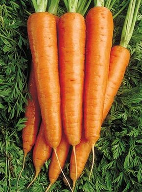 Морковь посевная.