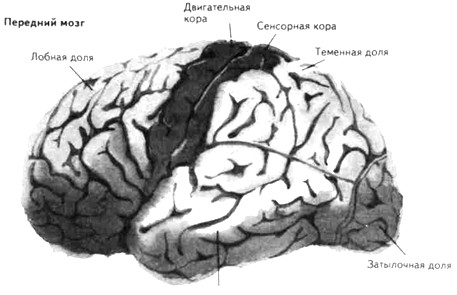 Строение головного мозга человека