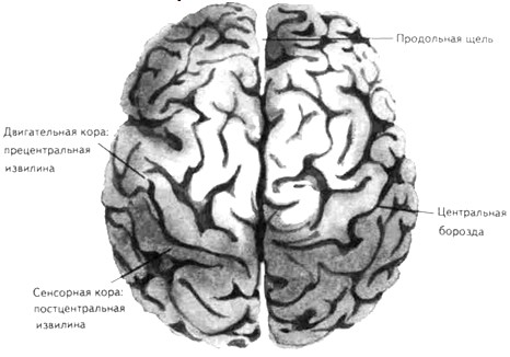 Большие полушария человеческого мозга