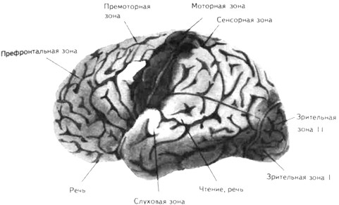 Вид мозга человека сбоку