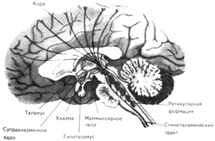 На этом разрезе мозга, проходящем в срединной плоскости, показаны распространяющиеся на большую поверхность к.г.м. нервные волокна, исходящие из одного источника — ретикулярной формации