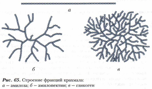 Какой цифрой на рисунке обозначена схема строения крахмала