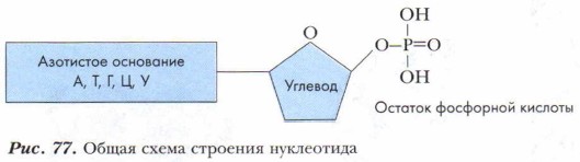 Остаток фосфорной кислоты азотистые основания. Схема строения нуклеотида. Рис.1. схема строения нуклеотида. Зарисуйте схему строения нуклеотида общая формула. Строение нуклеотида РНК химия.