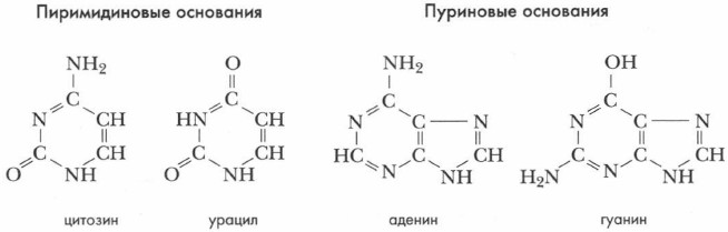 цитозин