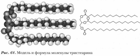 Модель и формула молекулы тристеарина