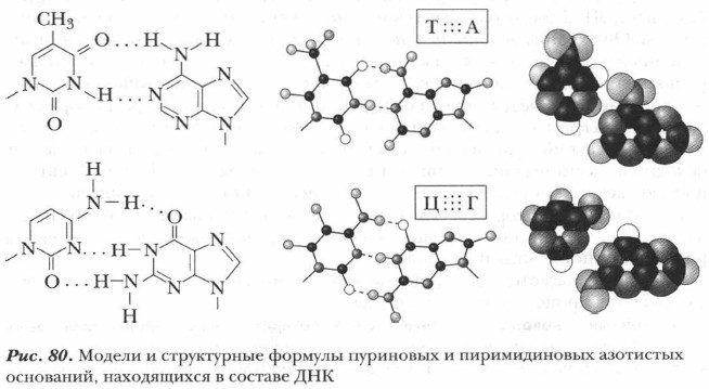 Назовите химическую связь обозначенную на рисунке голубым фоном для каких биополимеров характерны