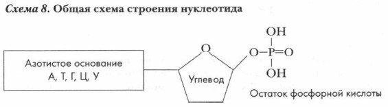 Схема строения нуклеотида общая формула