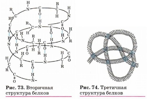 Вторичная структура белков. Третичная структура белков