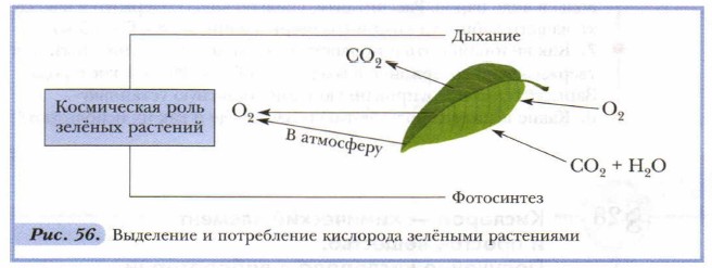 Космическая роль зеленых растений презентация