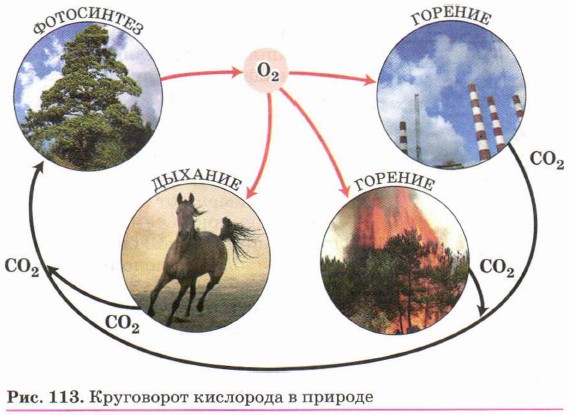 Круговорот кислорода в природе рисунок