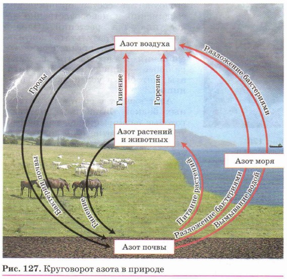 Краткая схема круговорота азота