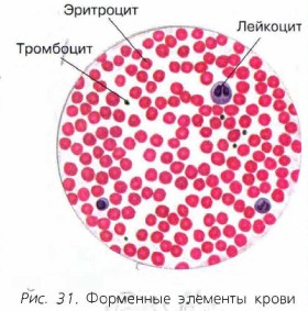 ��������� �������� �����