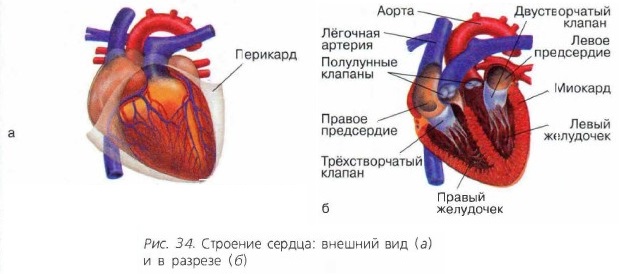 �������� ������