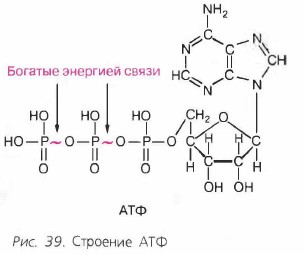 �������� ���