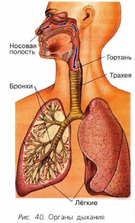 ������ �������