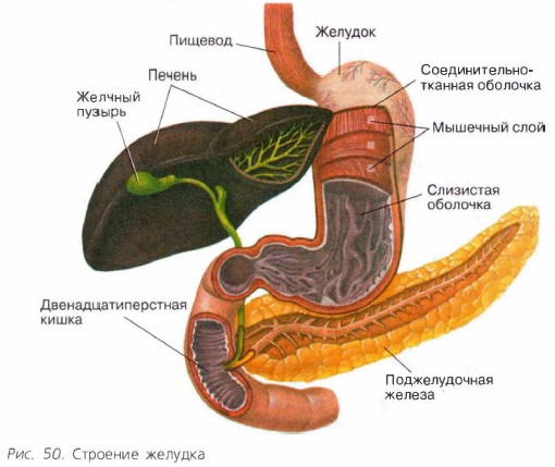 �������� �������