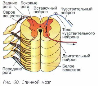 ������� ����