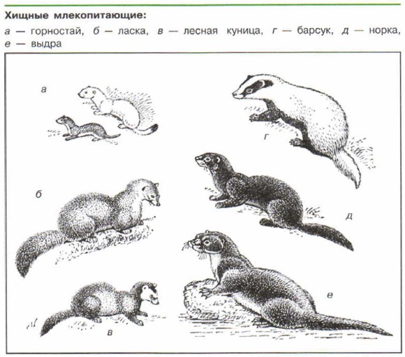 ������ �������������