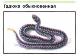 ������ ������������