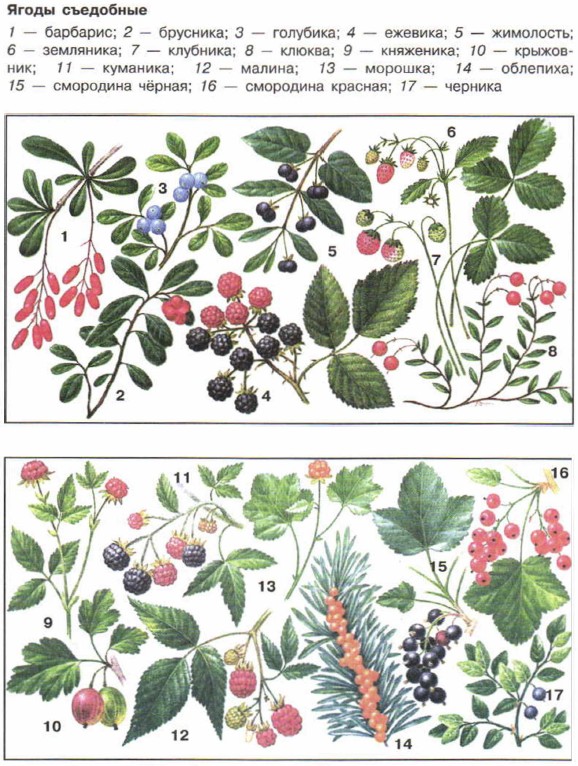 ����� ���������